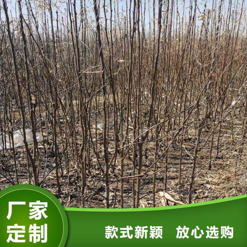 梨-香酥梨树苗精选厂家好货