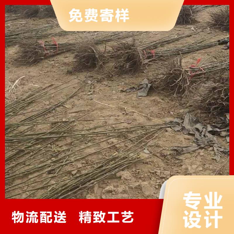梨红香酥梨树苗产品优良