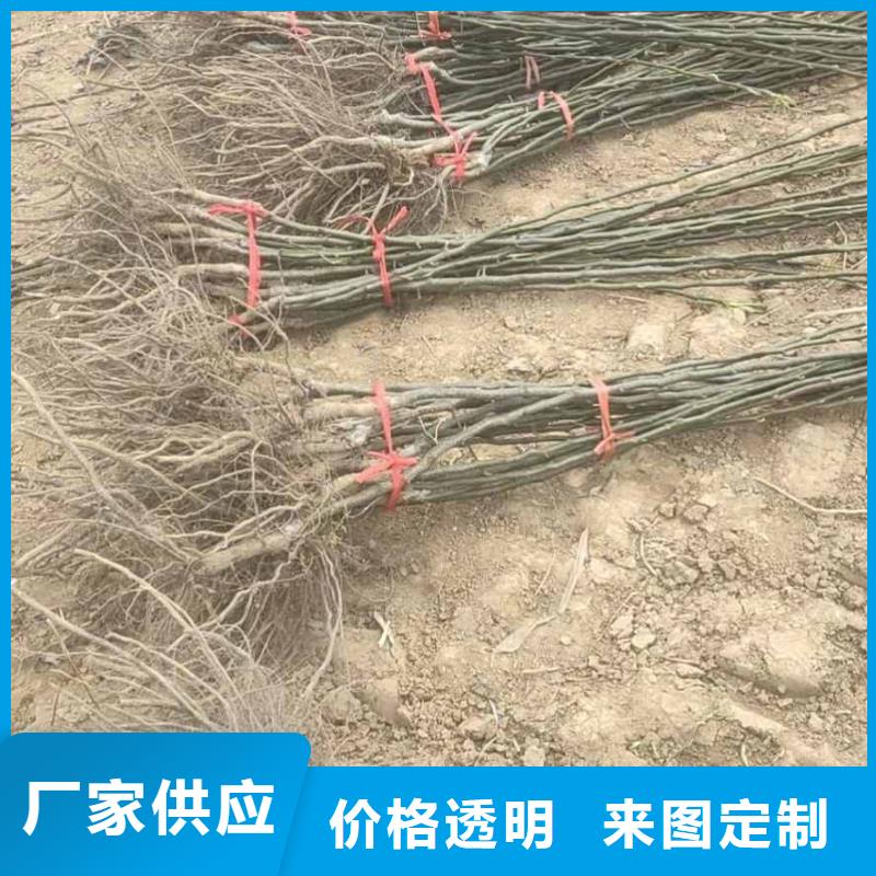 梨_黄冠梨树苗工艺精细质保长久
