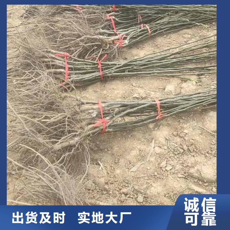 梨山桃苗按需定做