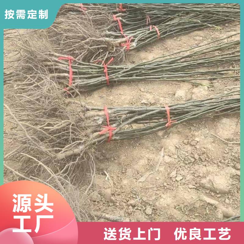 梨山桃苗按需定做