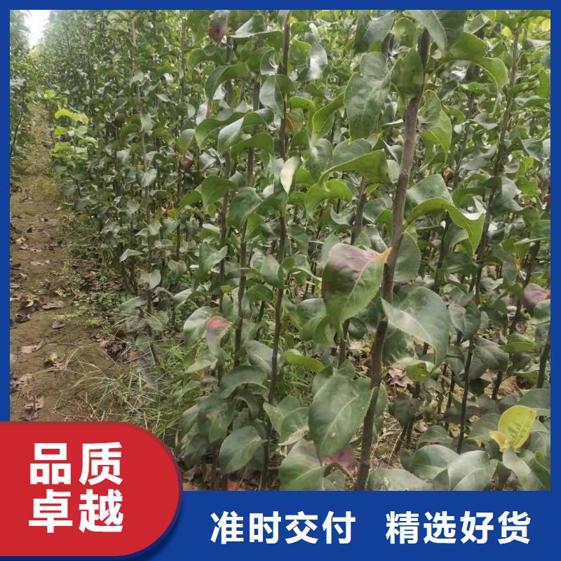 梨梨树苗源头工厂