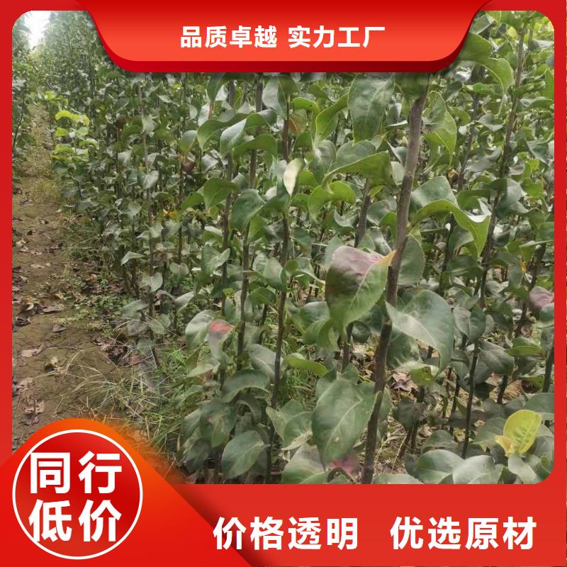 梨_海棠苗品质之选