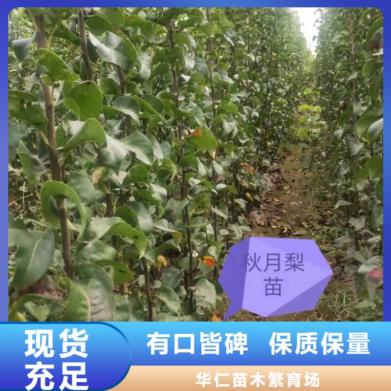 梨瑞蟠101桃树苗工艺成熟