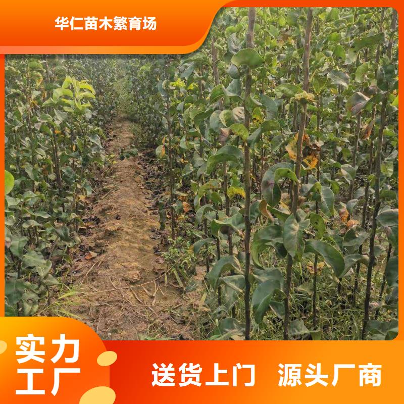 华仁海棠苗【梨】-毛桃苗品牌大厂家二八商务