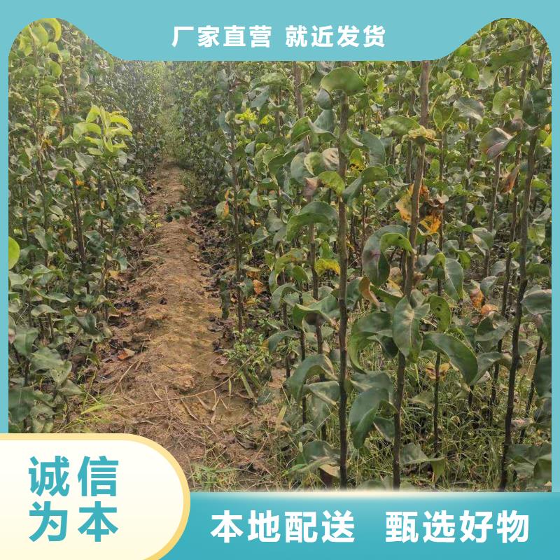 梨红香酥梨树苗多年行业经验