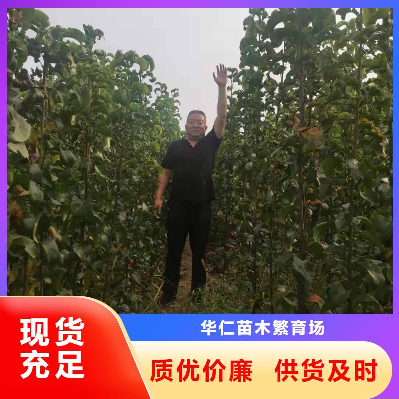 梨_黄冠梨树苗工艺精细质保长久