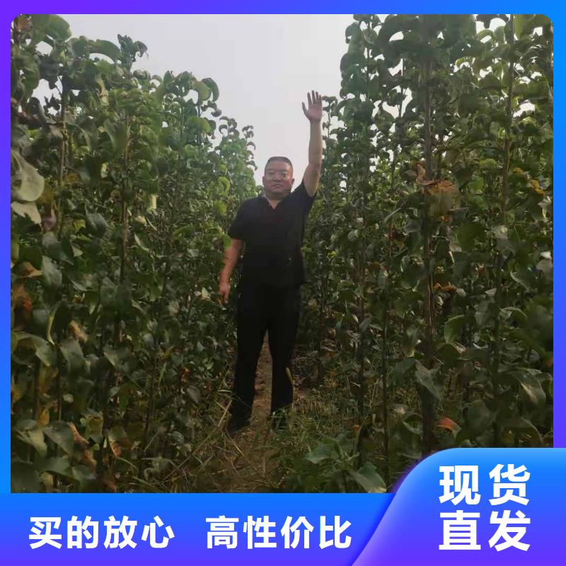 梨,红香酥梨树苗自营品质有保障