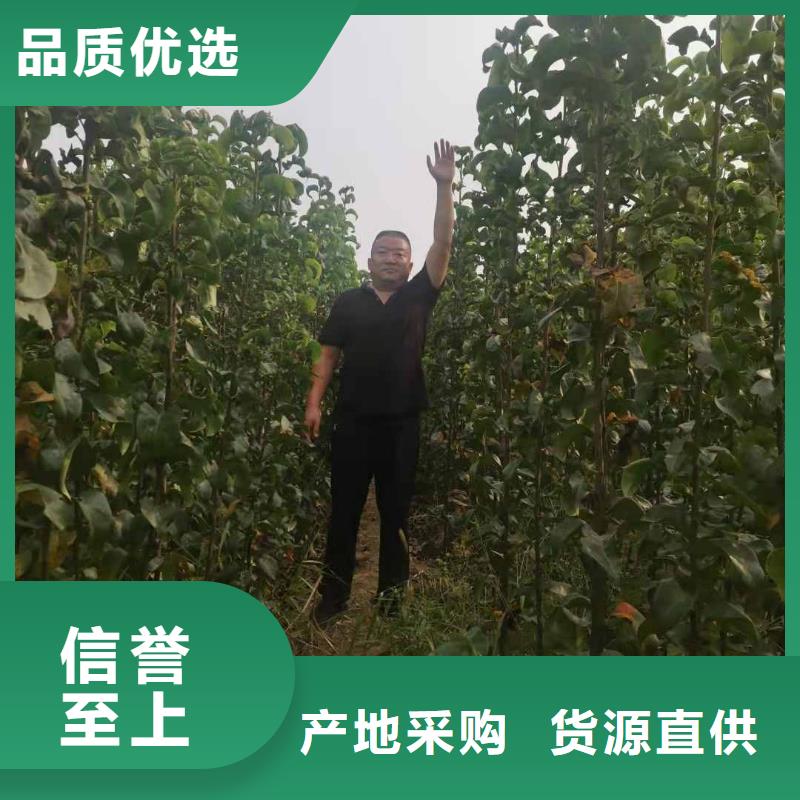 梨_毛桃苗注重细节