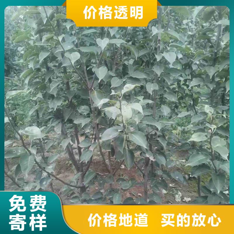 梨香酥梨树苗本地配送