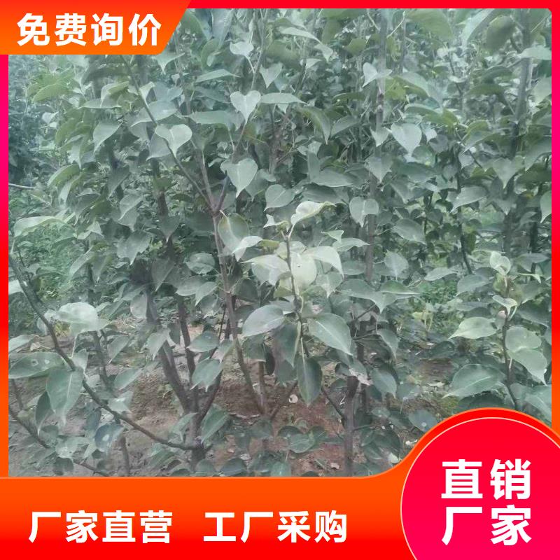 海棠苗华仁【 梨,皇冠梨树苗源头把关放心选购】