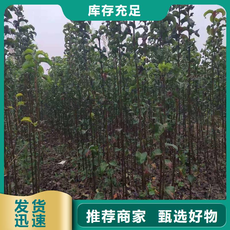 梨皇冠梨树苗打造行业品质