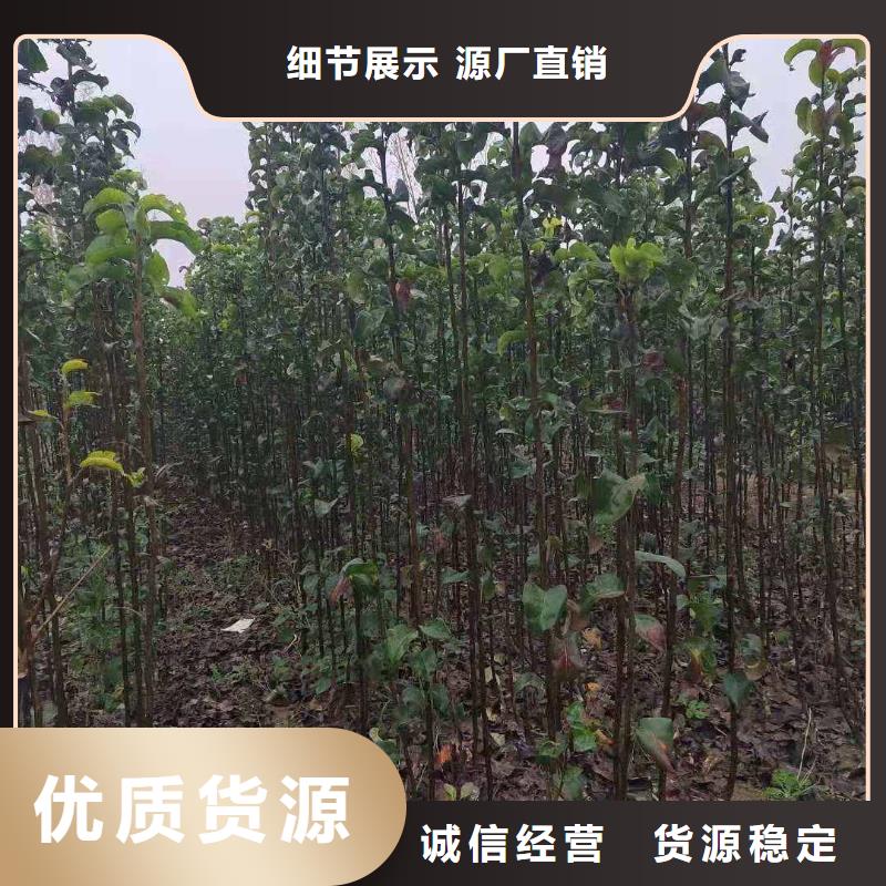 梨香酥梨树苗本地配送