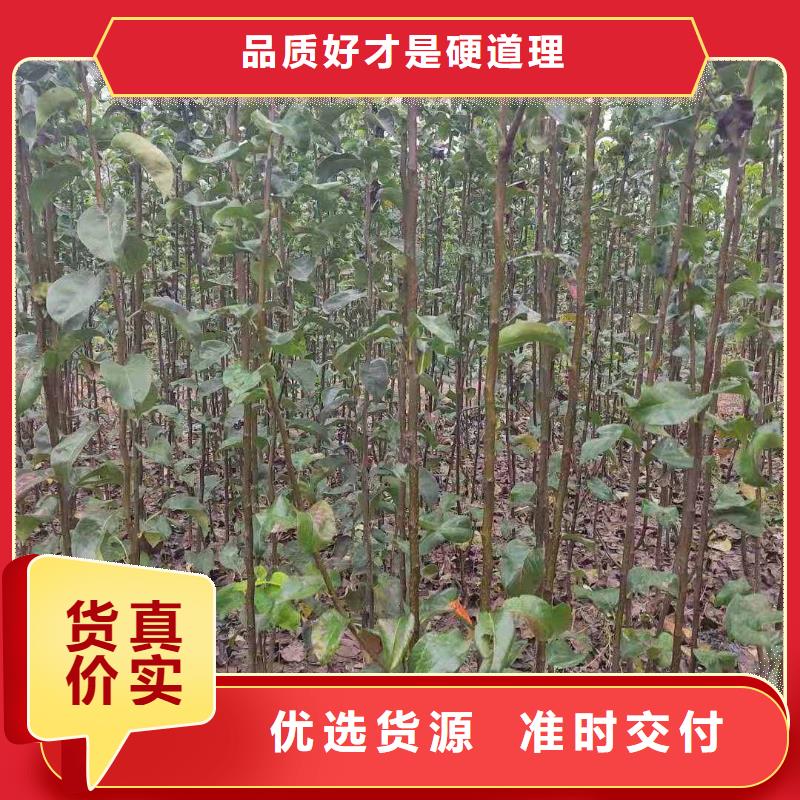 梨山桃苗来图加工定制