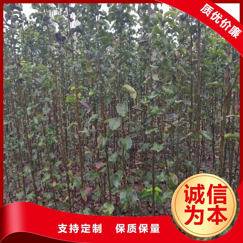 梨玉露香梨树苗的简单介绍