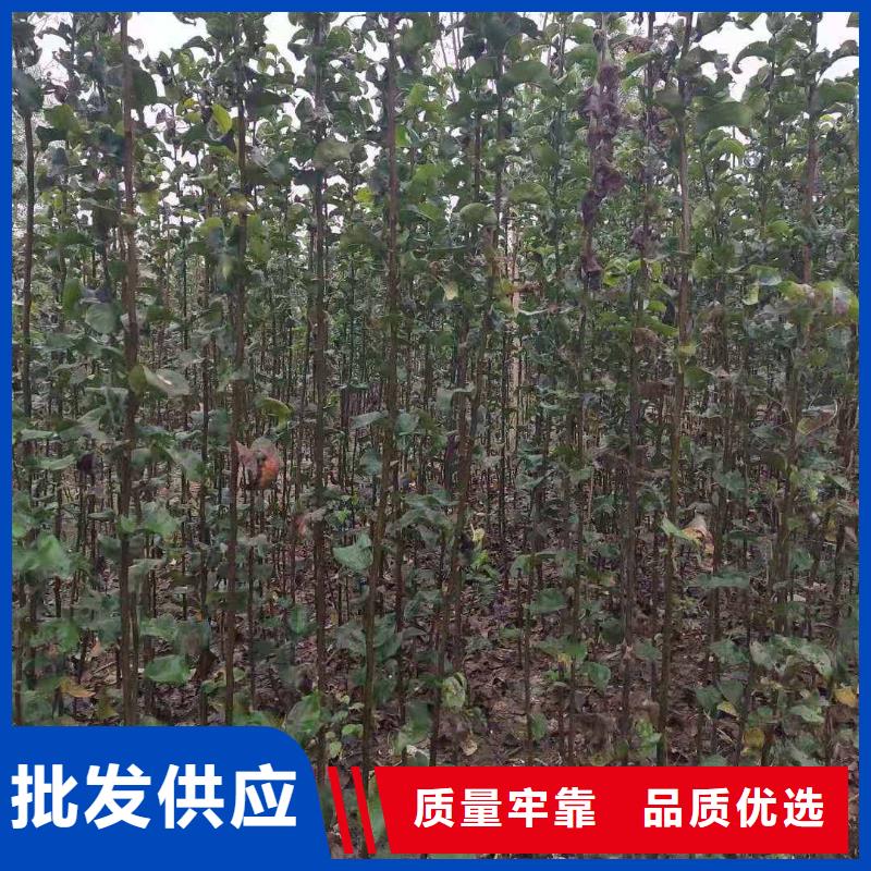 【梨皇冠梨树苗厂家直销】