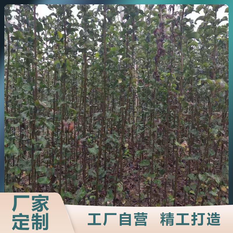 梨皇冠梨树苗打造行业品质