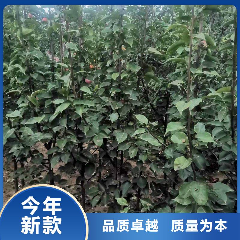 梨秋月梨树苗信誉有保证