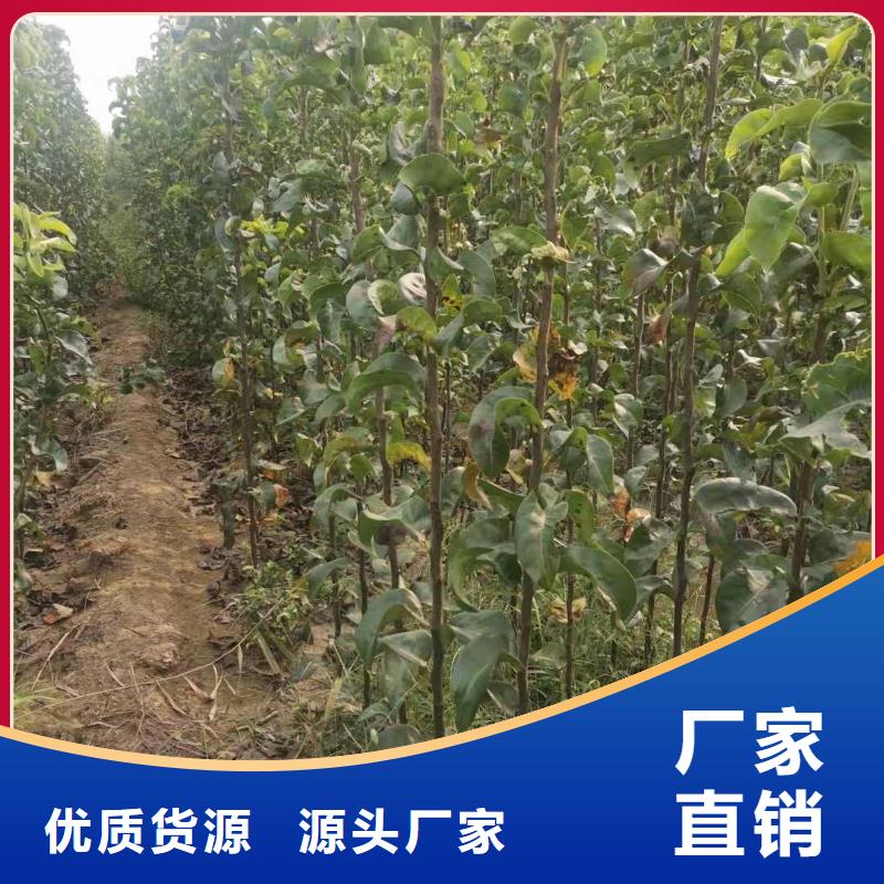 梨梨树苗基地客户满意度高