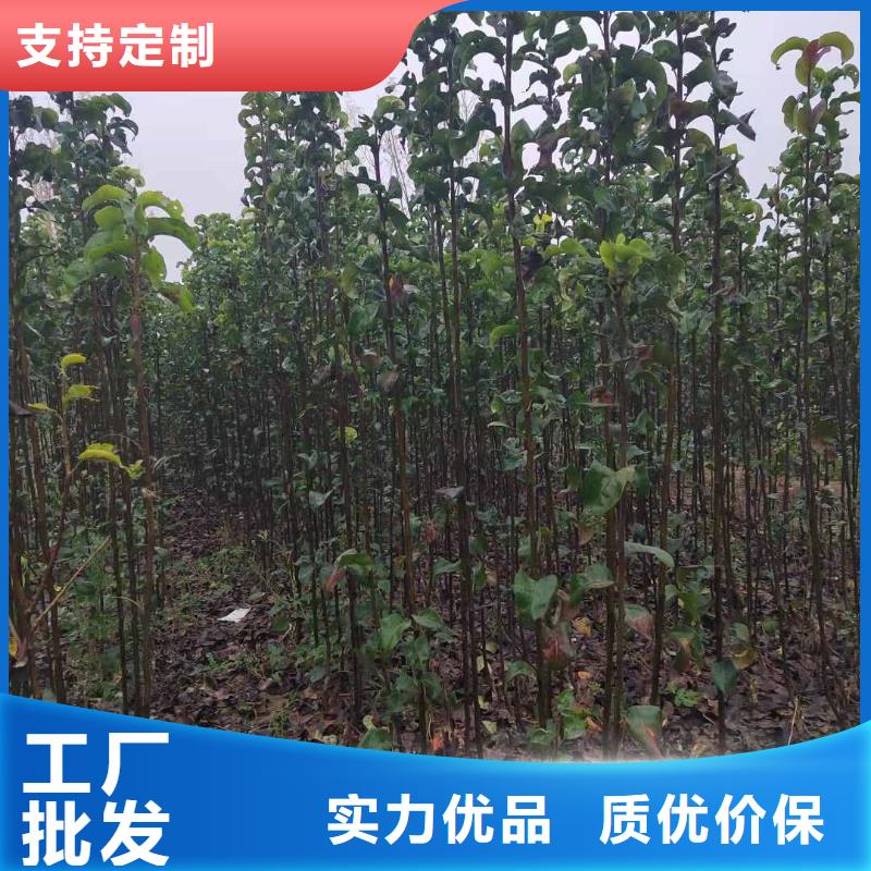 梨_黄冠梨树苗工艺精细质保长久