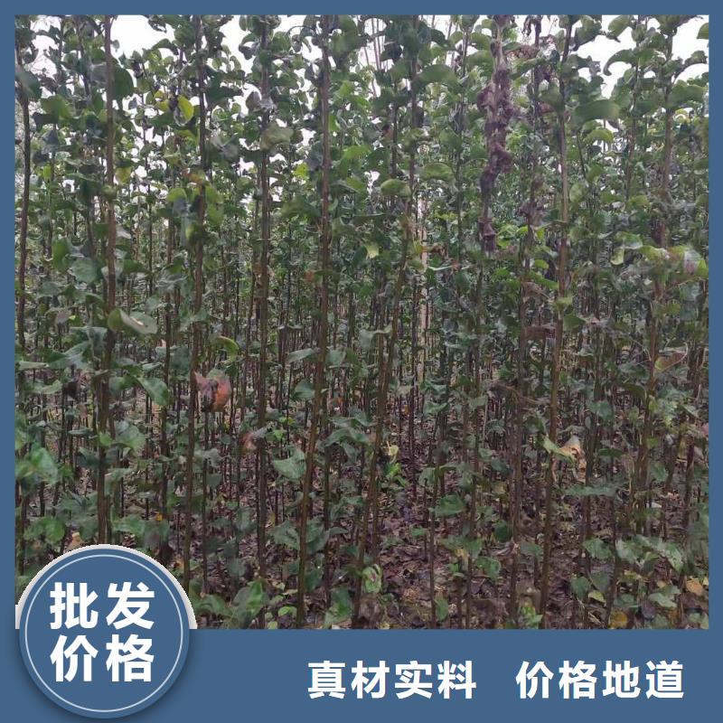 梨-海棠苗一站式采购
