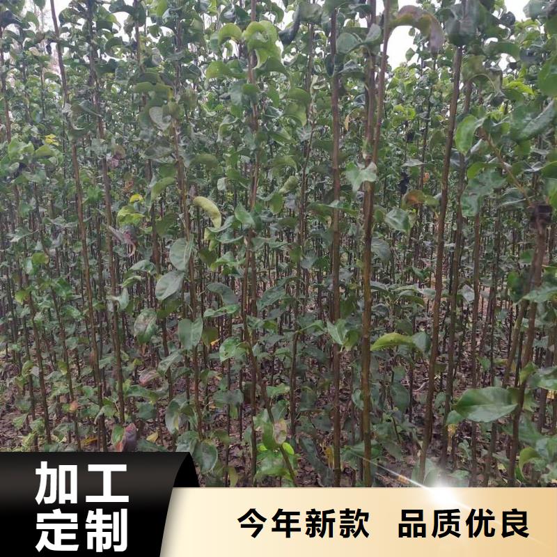 海棠苗华仁【 梨,皇冠梨树苗源头把关放心选购】