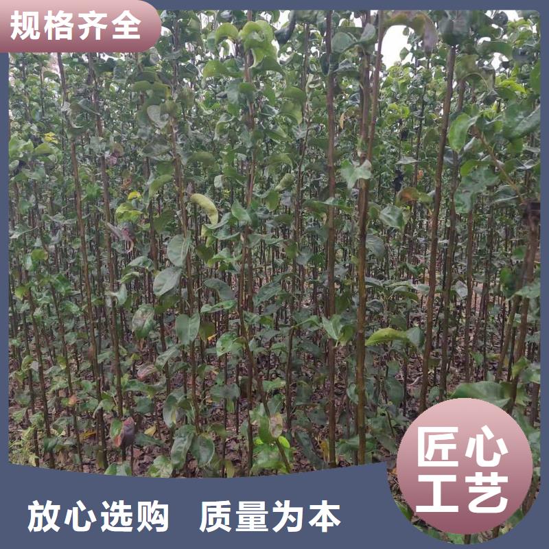 梨新梨7号梨树苗厂家拥有先进的设备