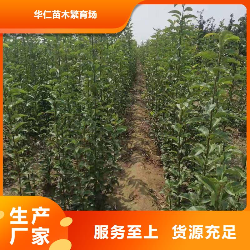 梨-梨树苗基地品质可靠