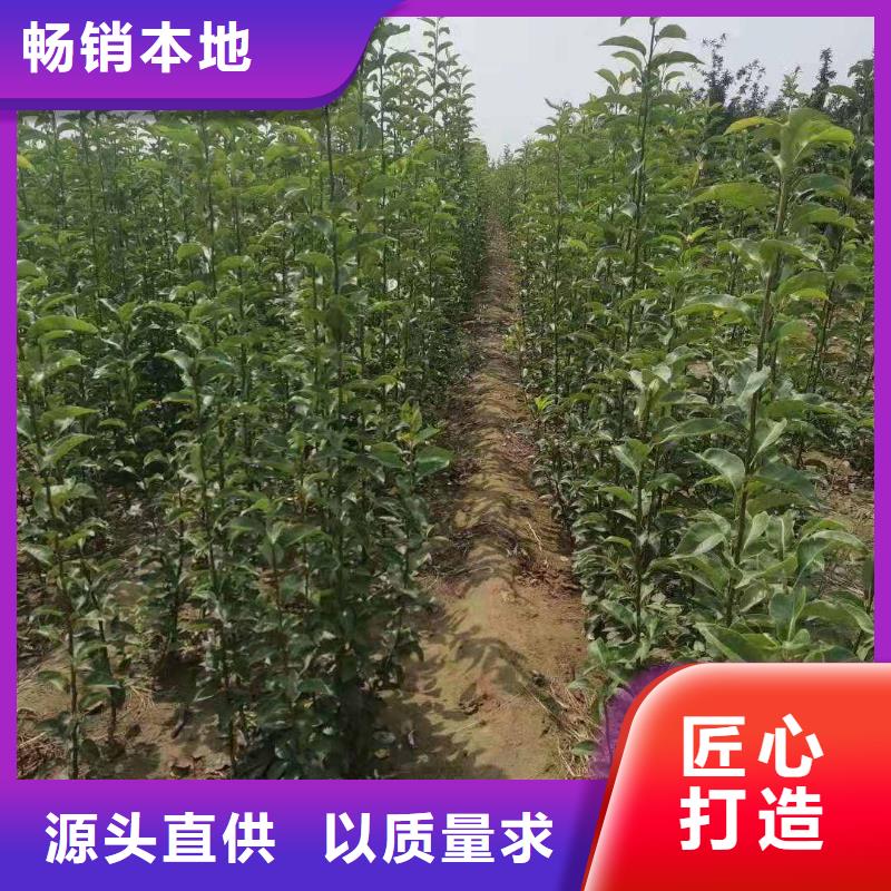 梨玉露香梨树苗品质不将就