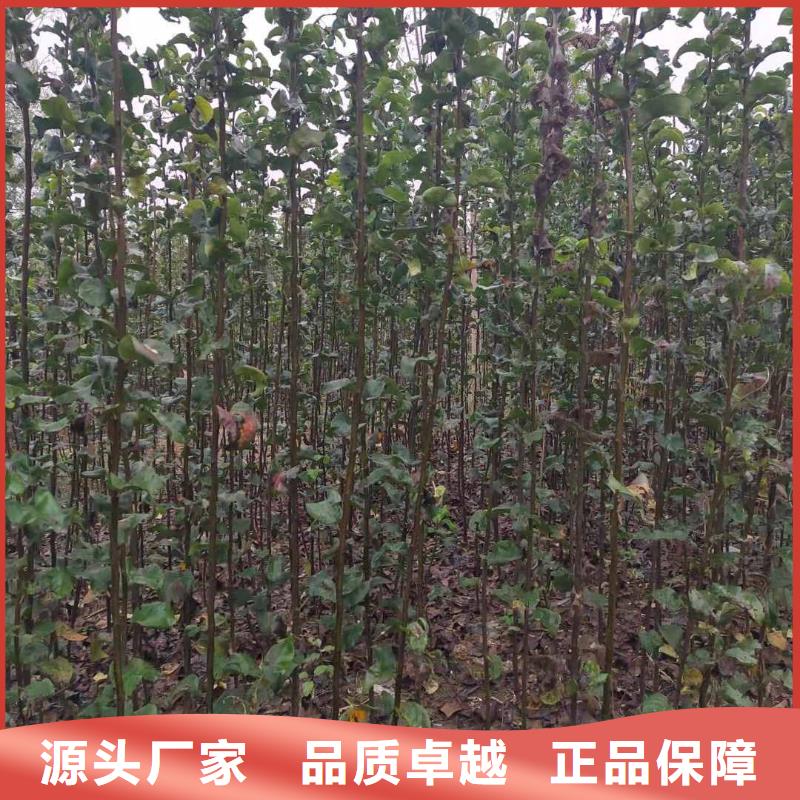 梨皇冠梨树苗厂家采购
