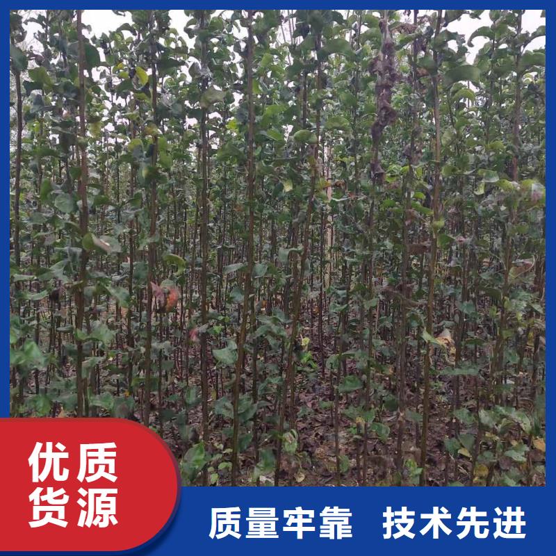 梨新梨7号梨树苗厂家拥有先进的设备