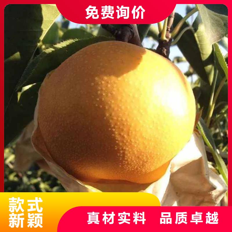 梨山桃苗按需定做