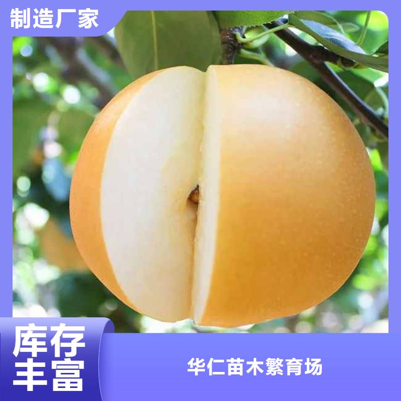 梨梨树苗基地源头厂家经验丰富