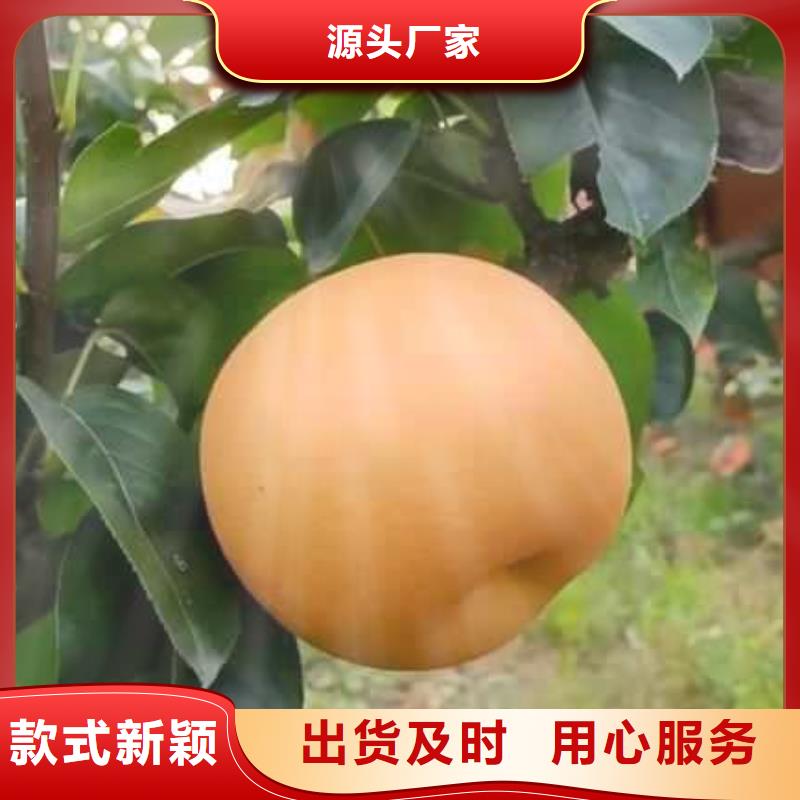 梨_瑞蟠101桃树苗质检严格放心品质