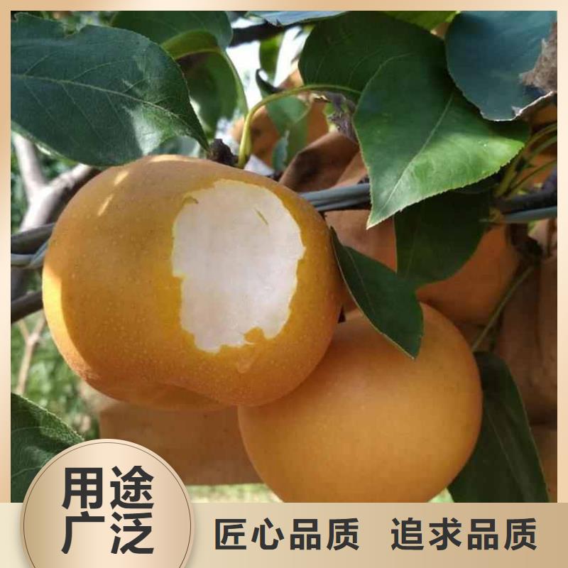 梨-海棠苗一站式采购