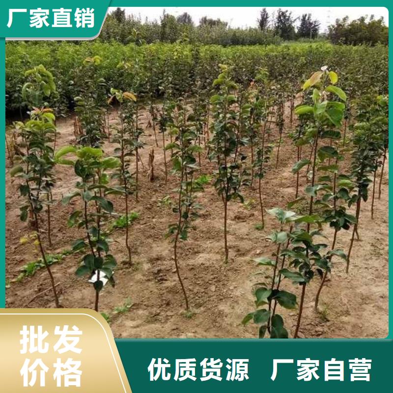 梨-秋月梨树苗适用范围广