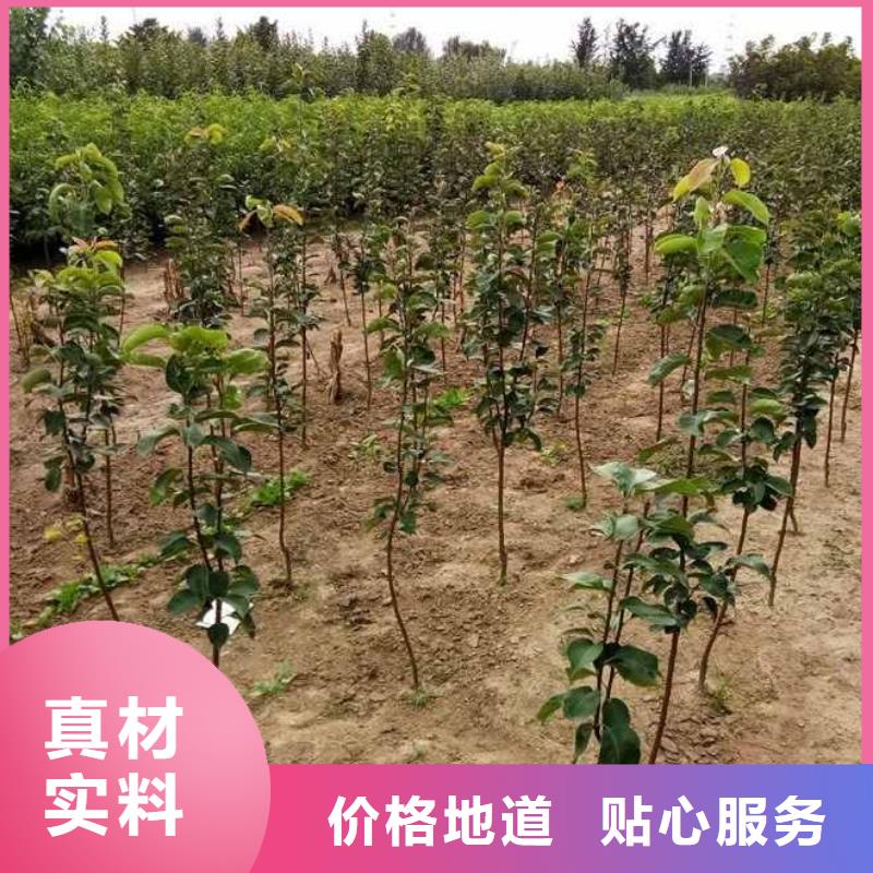 梨,红香酥梨树苗自营品质有保障