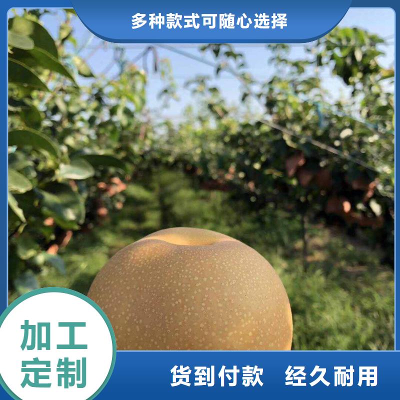 梨新梨7号梨树苗质检合格发货