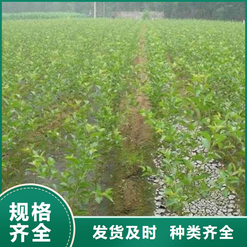梨梨树苗基地客户满意度高