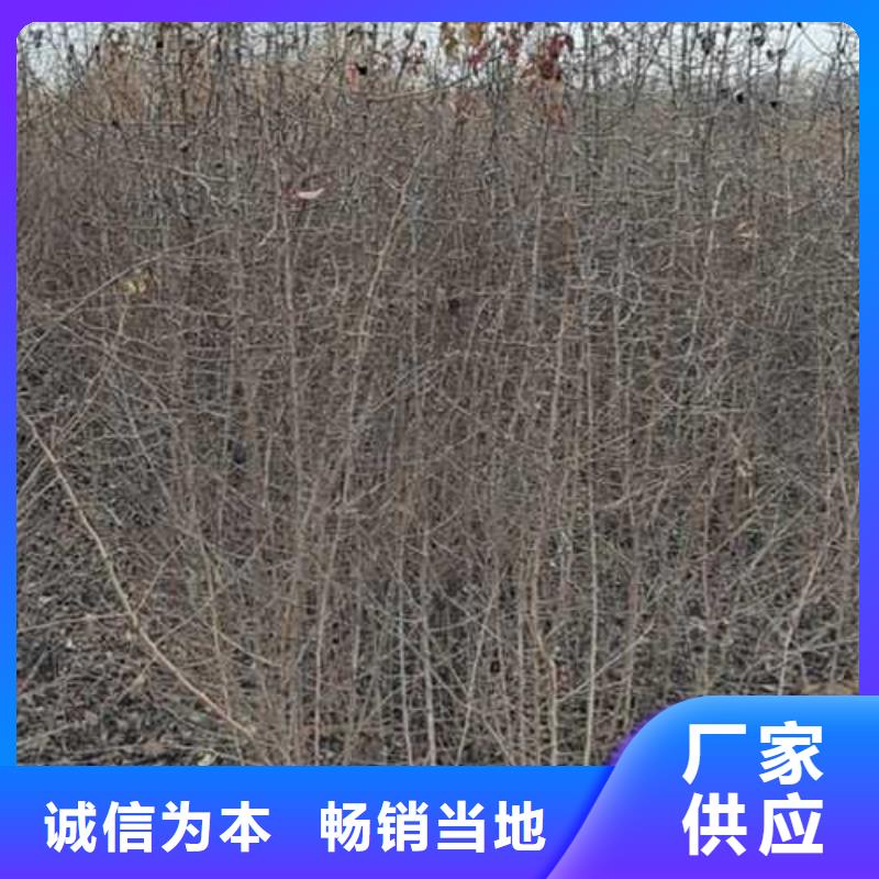 【杜梨】北京十四号桃树苗适用场景