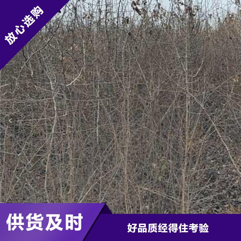 【 杜梨_梨树苗基地本地厂家值得信赖】华仁海棠苗