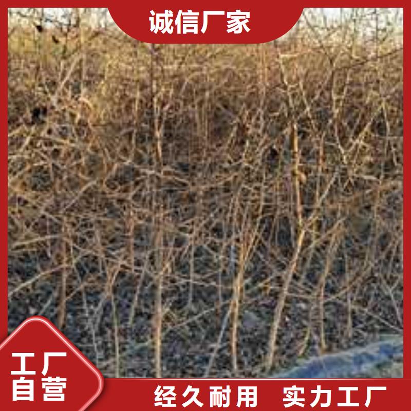 杜梨黄冠梨树苗好厂家有担当