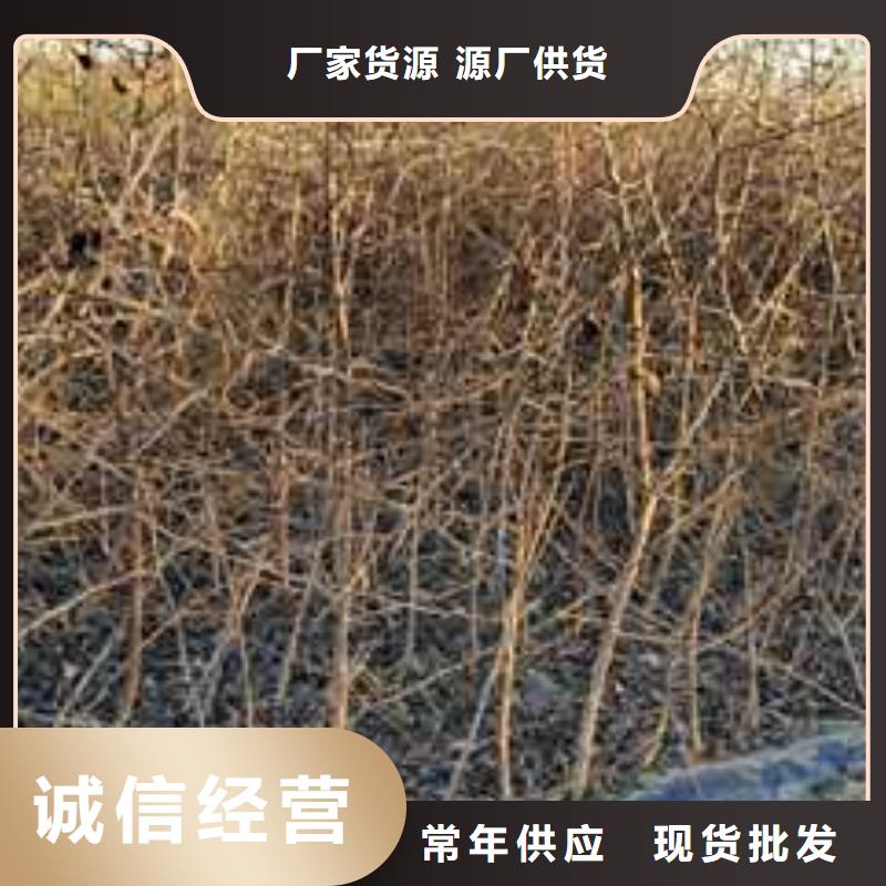 杜梨,秋月梨树苗安装简单