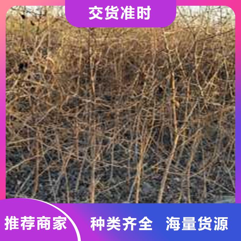 杜梨【香酥梨树苗】种类齐全