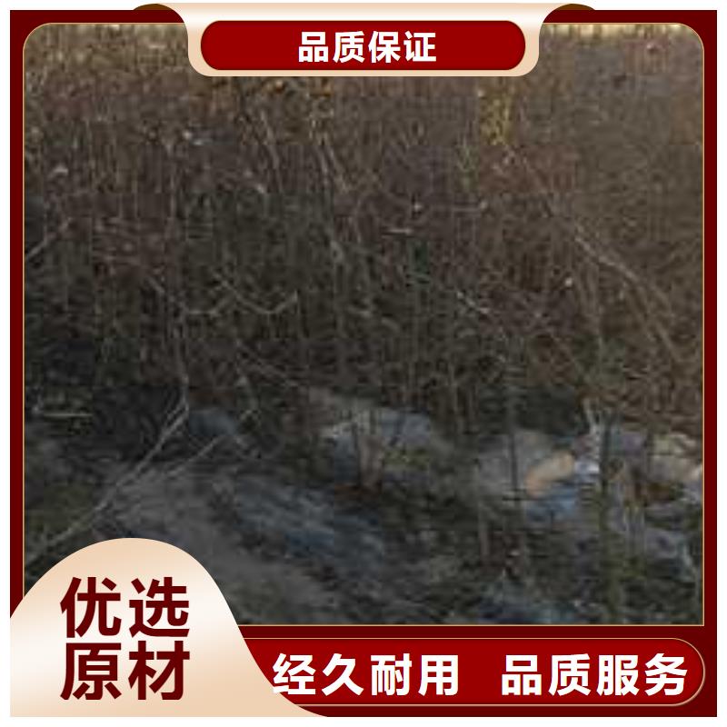 【杜梨海棠苗源头直供】