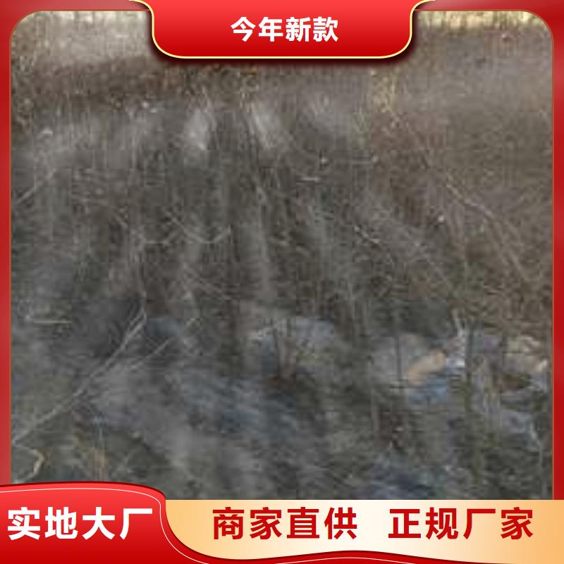 杜梨奥红全红梨树苗现货充裕