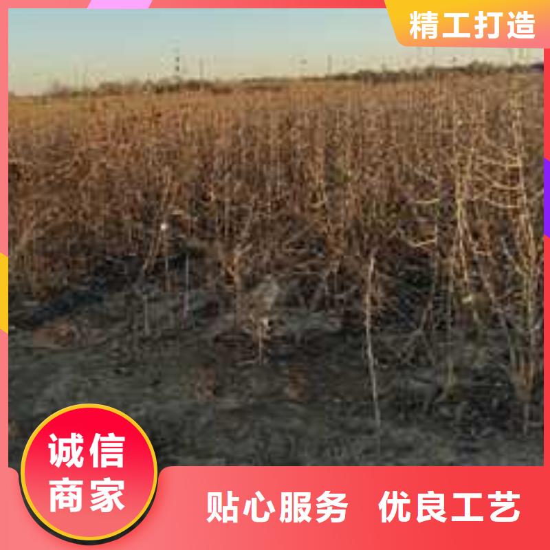 【产品实拍 杜梨_奥红全红梨树苗从厂家买售后有保障】-市场覆盖|江干|下城|温州|湖州|台州-二八商务
