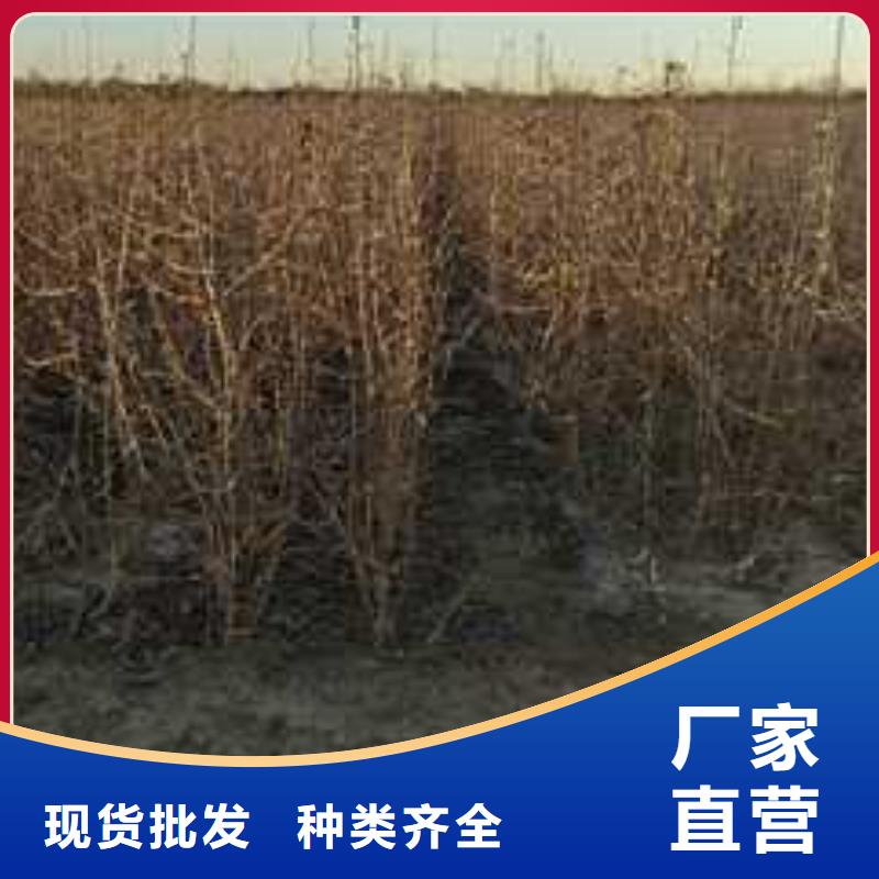 杜梨海棠苗一手货源