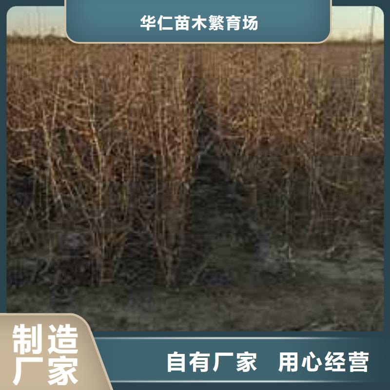 【 杜梨_奥红全红梨树苗从厂家买售后有保障】-华仁苗木繁育场(杭州市分公司)