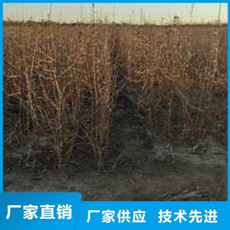 杜梨秋月梨树苗符合行业标准